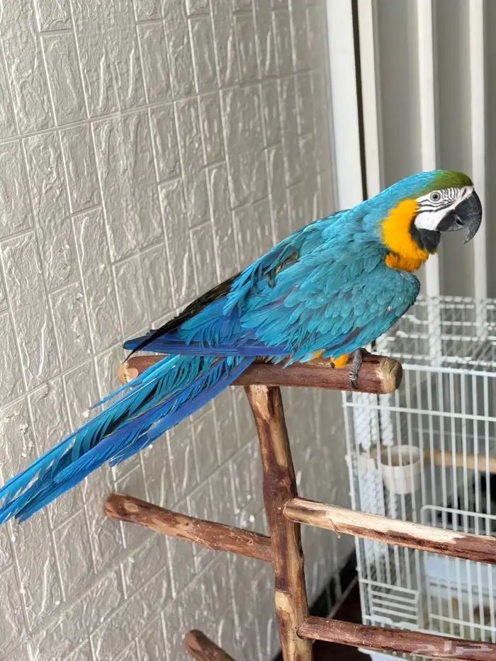 ببغاء مكاو اليف ولعوب ومتكلم عمر سنتين 1