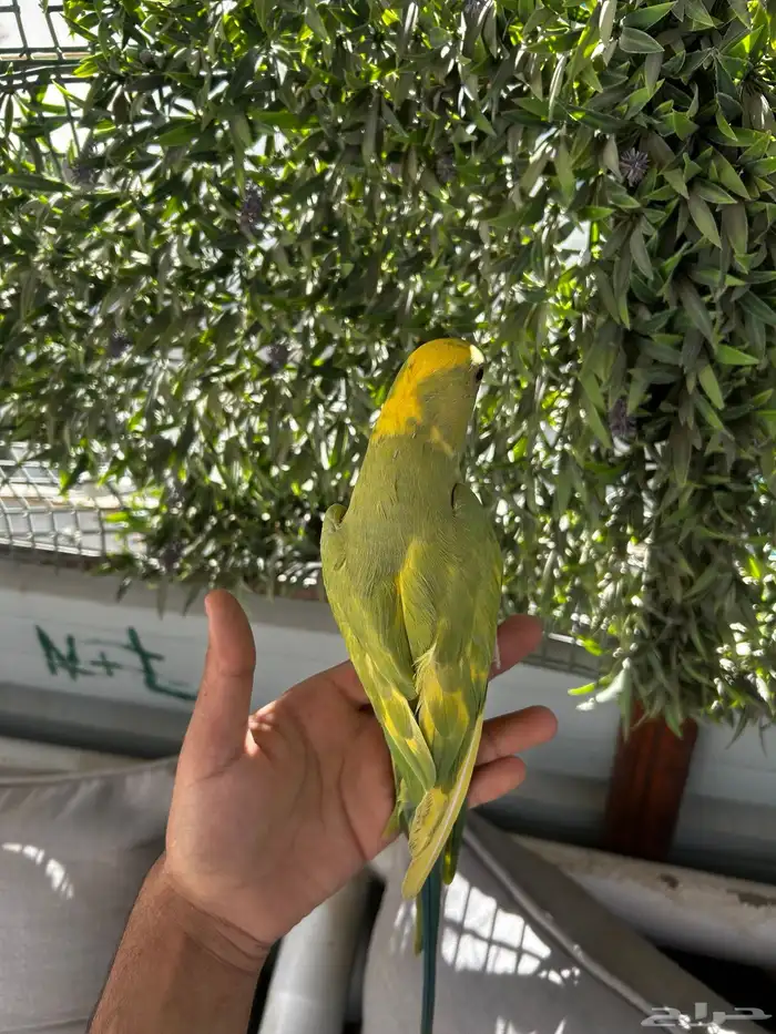 ذكر دره اليف و متكلم و طفره جميله و نادره 6