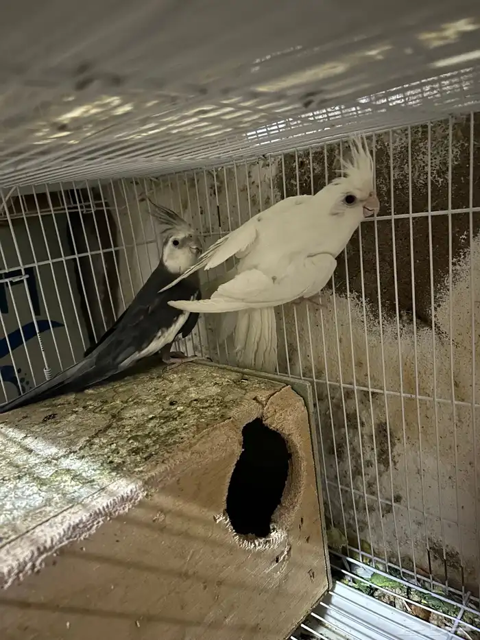 سلام عليكم جوز كروان 2