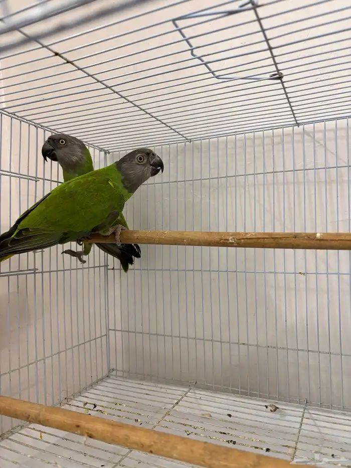 بغبغاء سينغالي 6