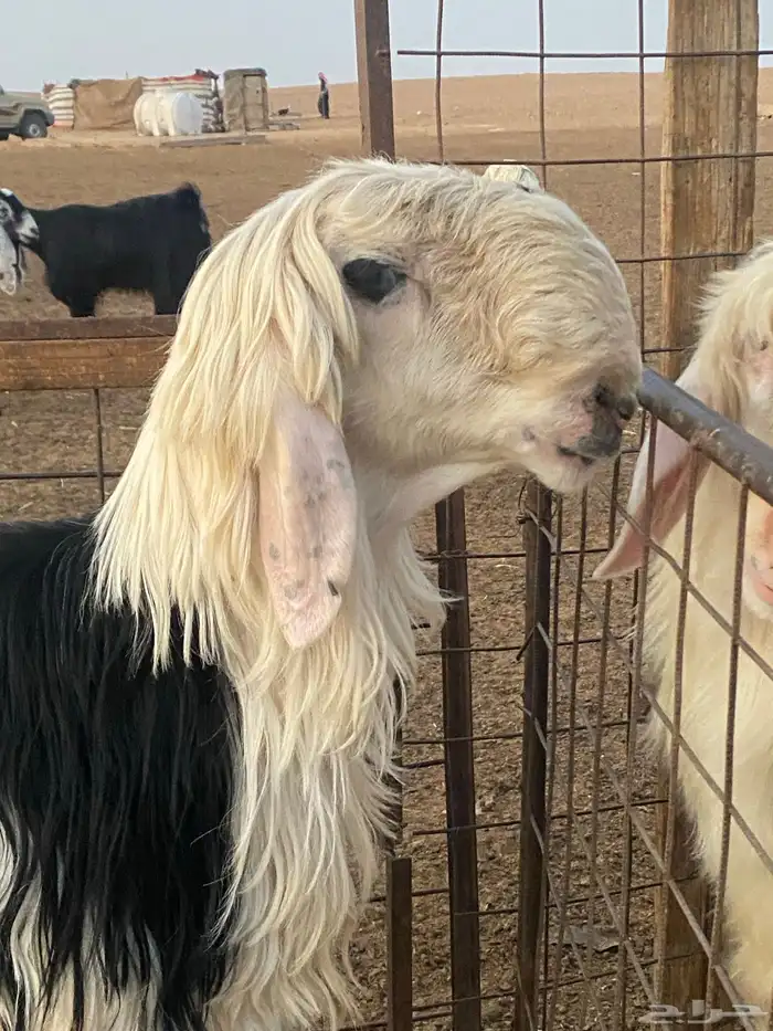 فحل نجدي جذع شرط القريع 1