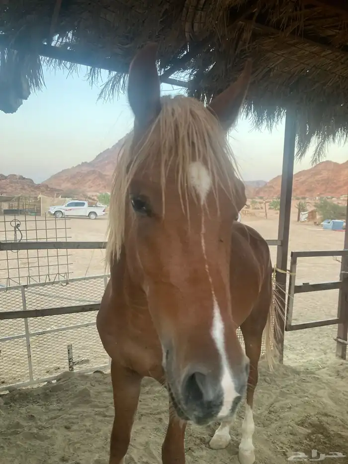 حصان مصري ماكس للبيع 1