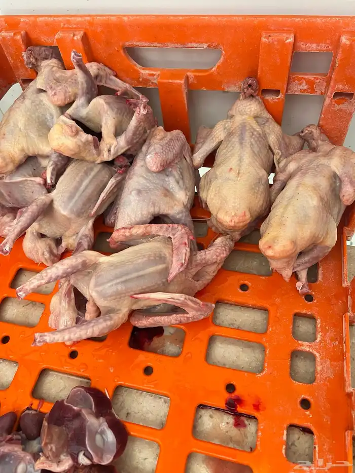 زغليل حمام فرنسي 5