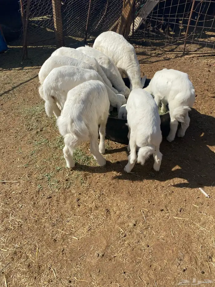 طليان تربية 0