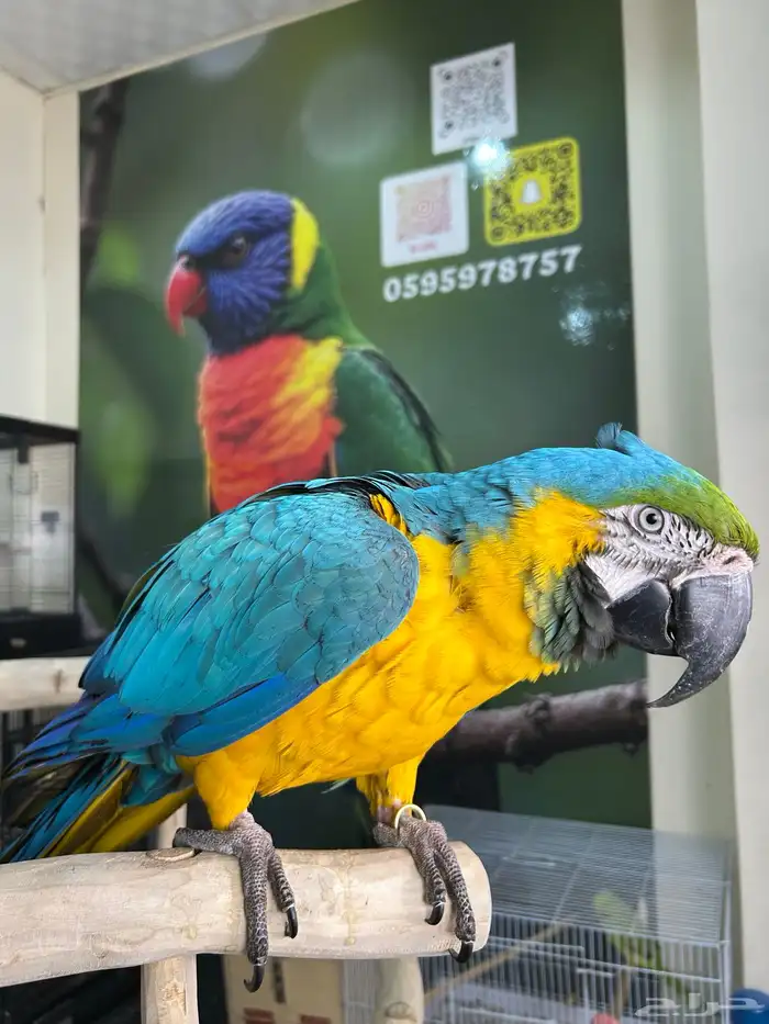 مكاو بلو اند قولد اليف وهدد داخلي و خارجي ومتكلم تم البيع 4