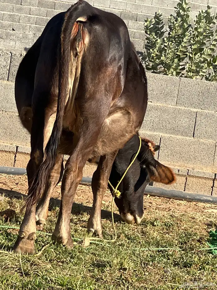 بقر للبيع 10