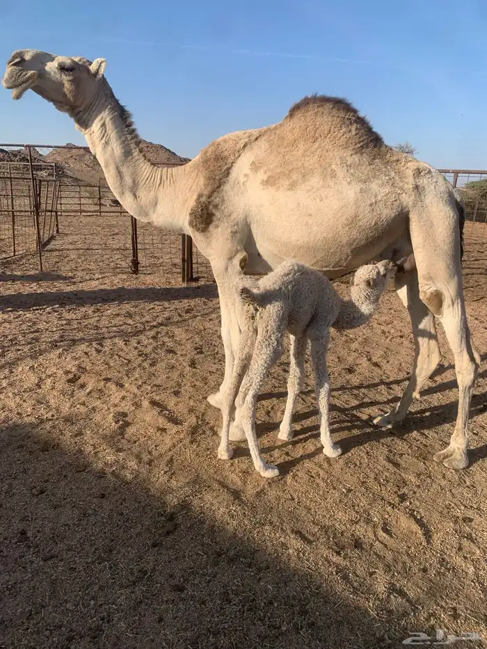 خلفه شقحا للبيع 0