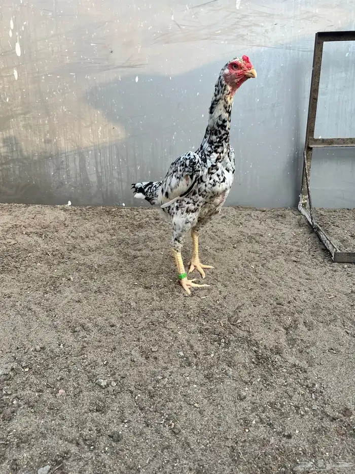 زوج شامو ياباني 2