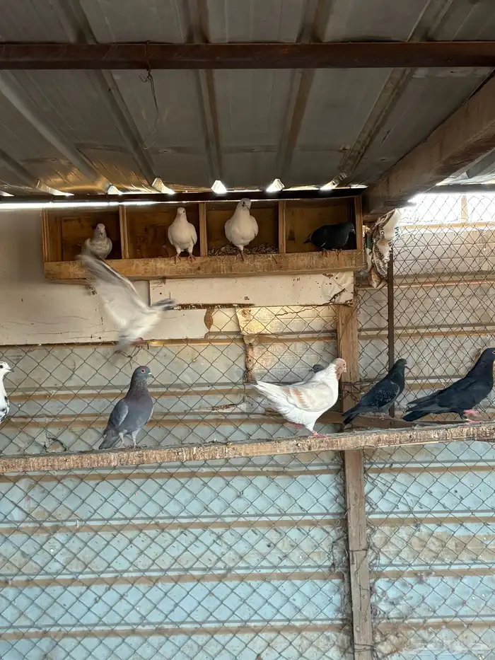 للبيع حمام مشكل 2