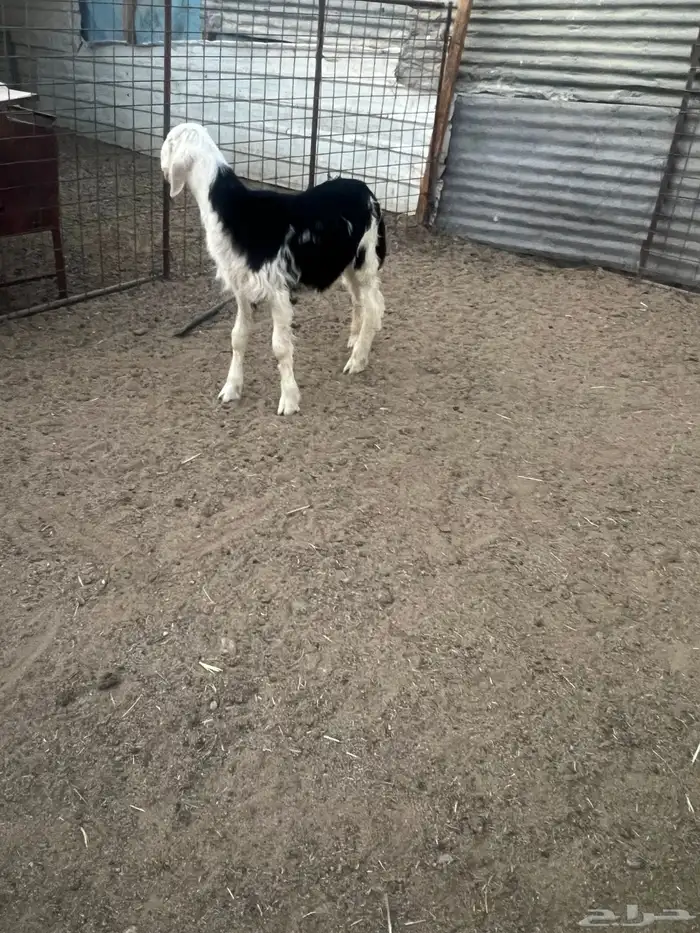 طلي نجديه ذبيحه 0