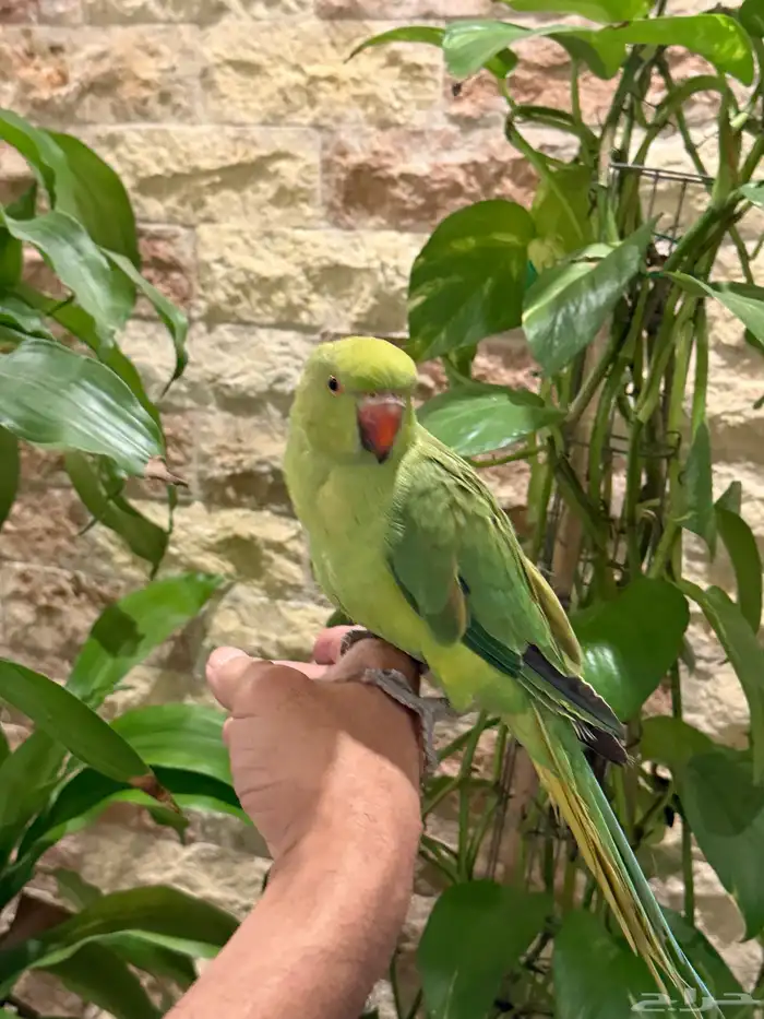 طير درة سعر مغري للبيع 2