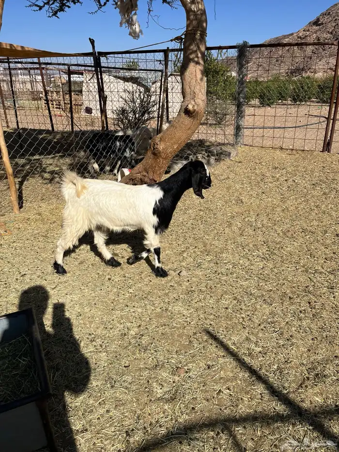 بغراه جذعه سمين فل الفل 2