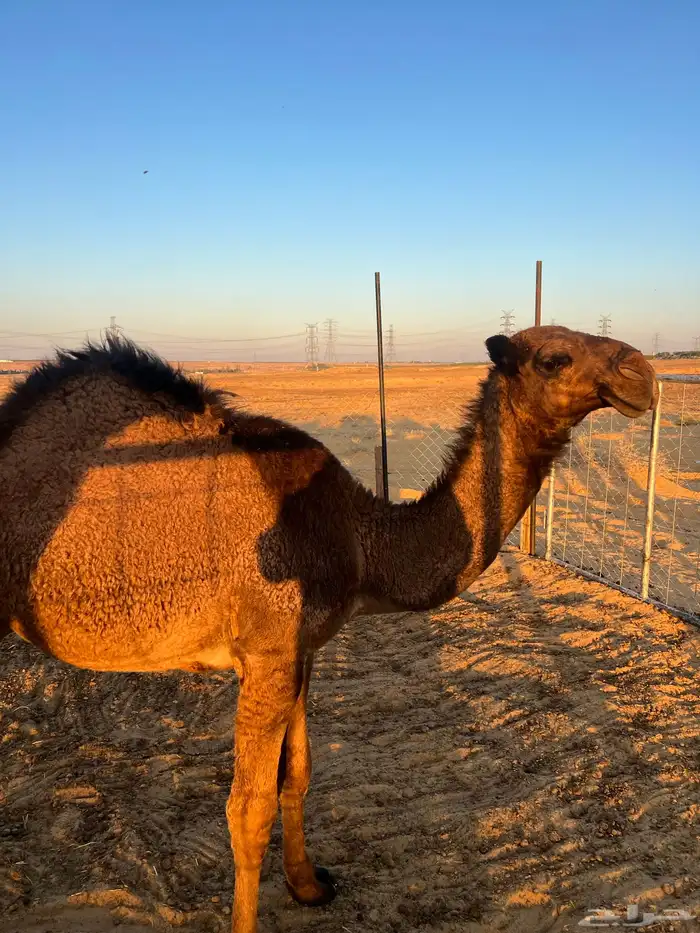 ثلاث قعدان للبيع 6