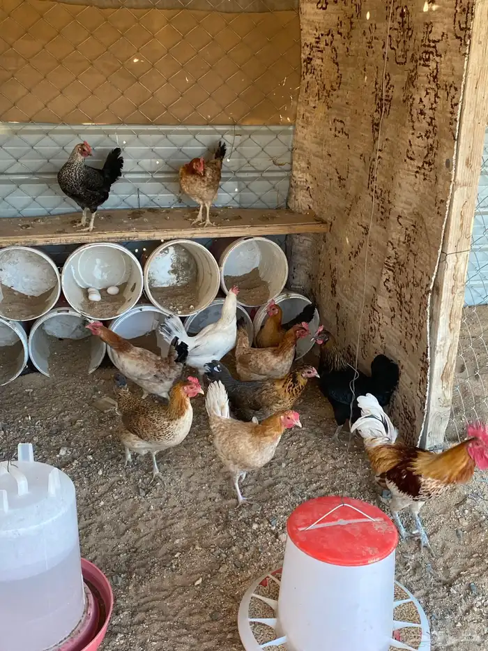 دجاج بلدي للبيع 3