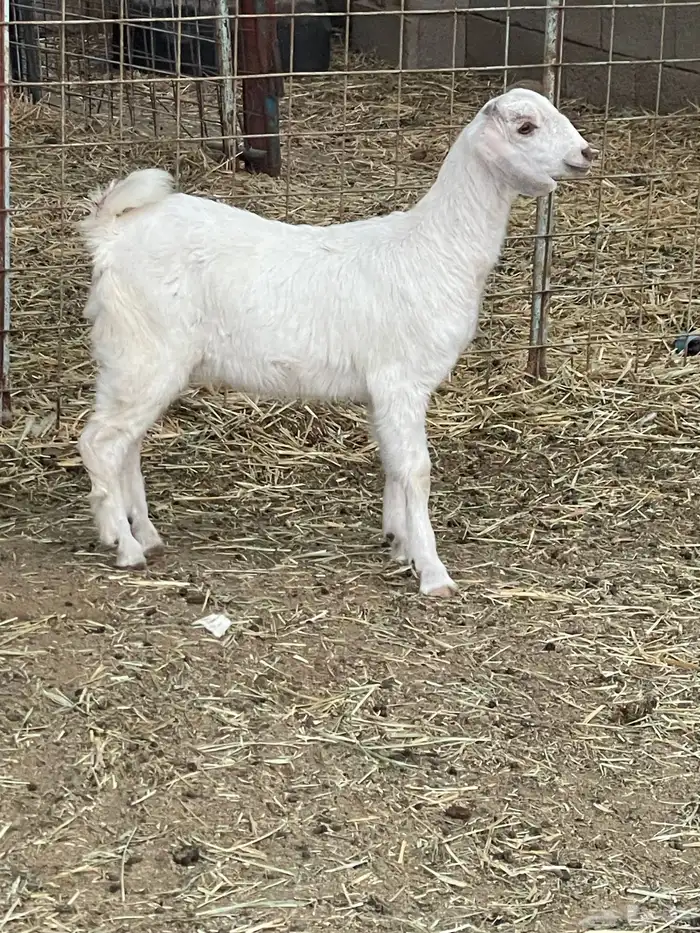 جفرات وتيوس 7