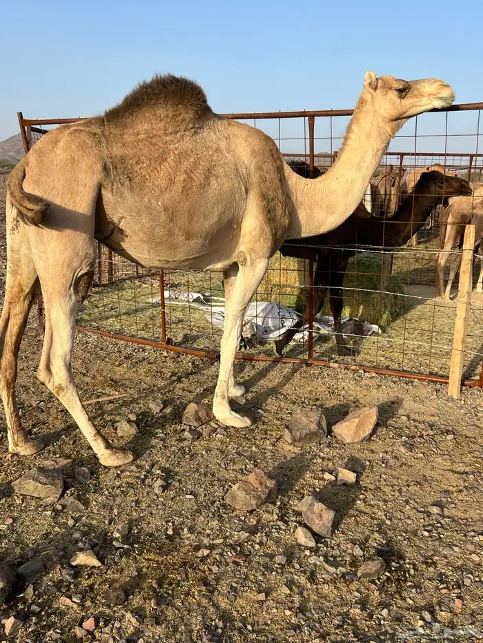 لقحات حمر يولدن من 5800 تم البيع 3