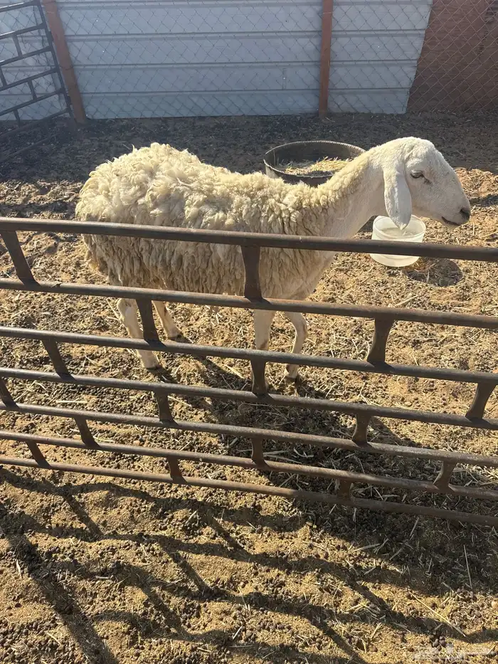 شاه حرية حرشا القيصومة 1