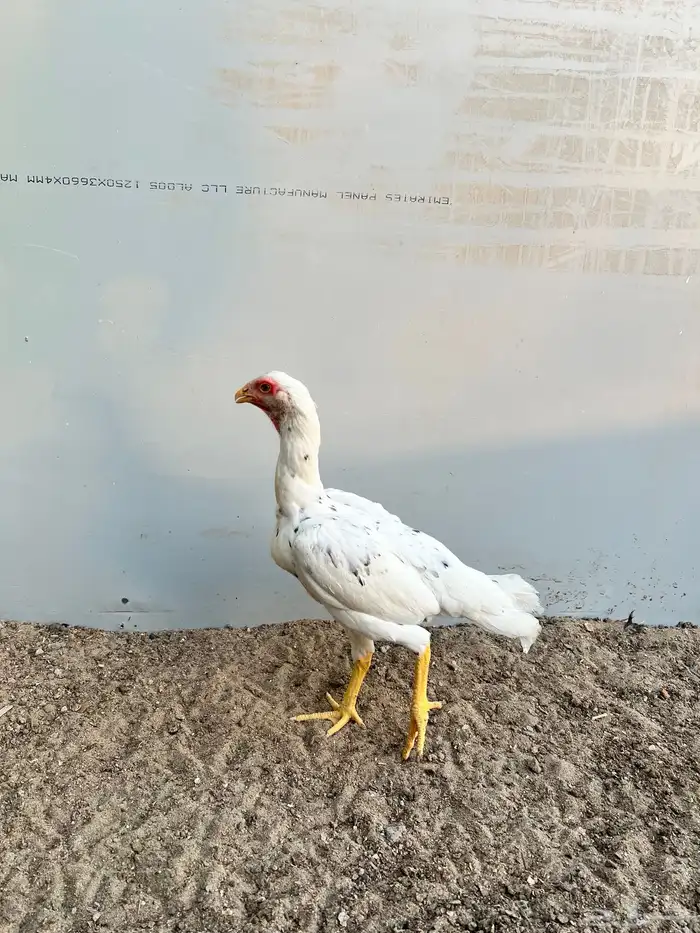 شامو الماني 1