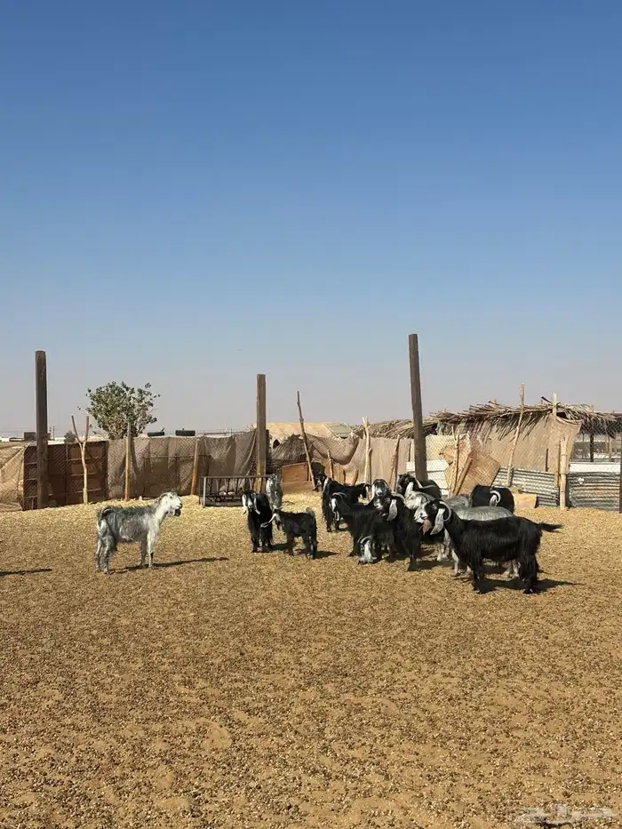 غنم للبيع 1