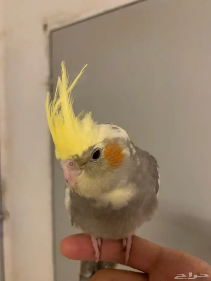 كروان جامبو اليف ( تم البيع ) 0