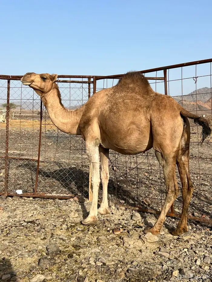 لقحات حمر يولدن من 5800 تم البيع 0