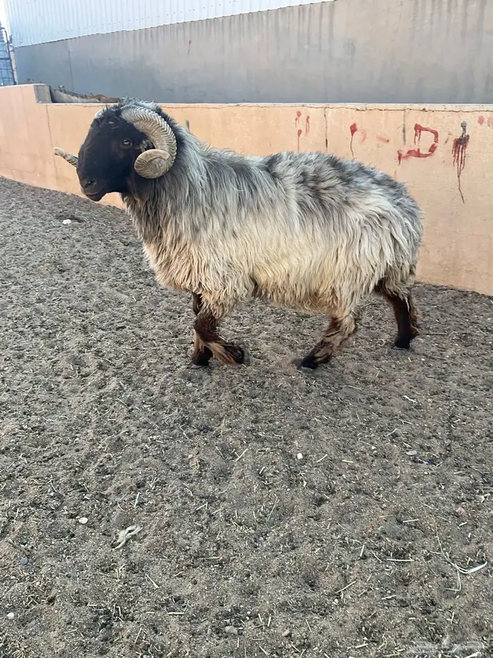 فحل نعيم شرررط النسف و مصور وهو ينسف 4