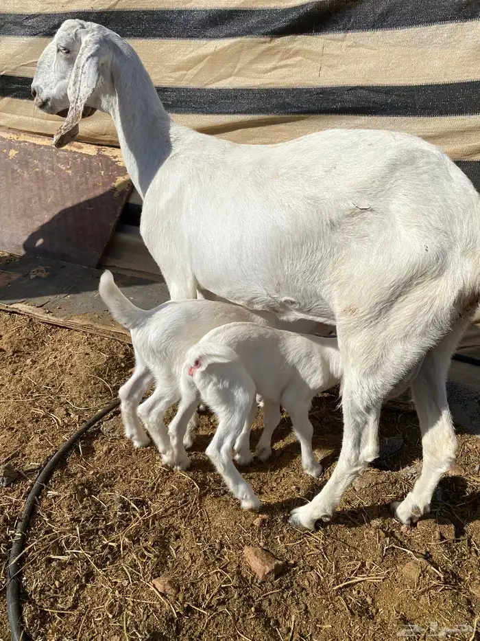 عنز بيضا تحتها 2 من مراحي( تم البيع) 3