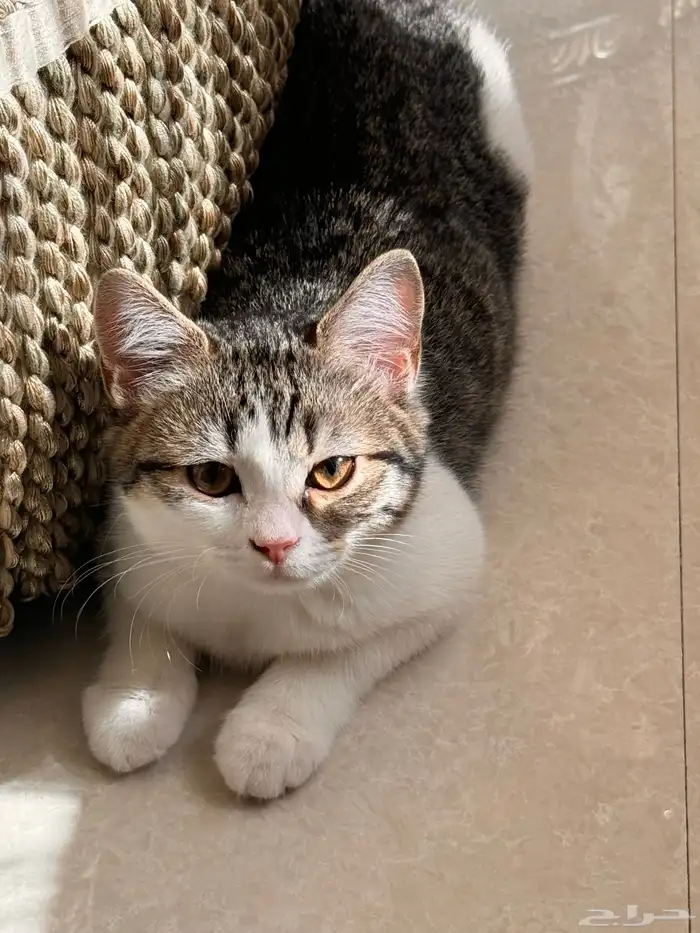 قطط صغيره للتبني (كيتن) 5