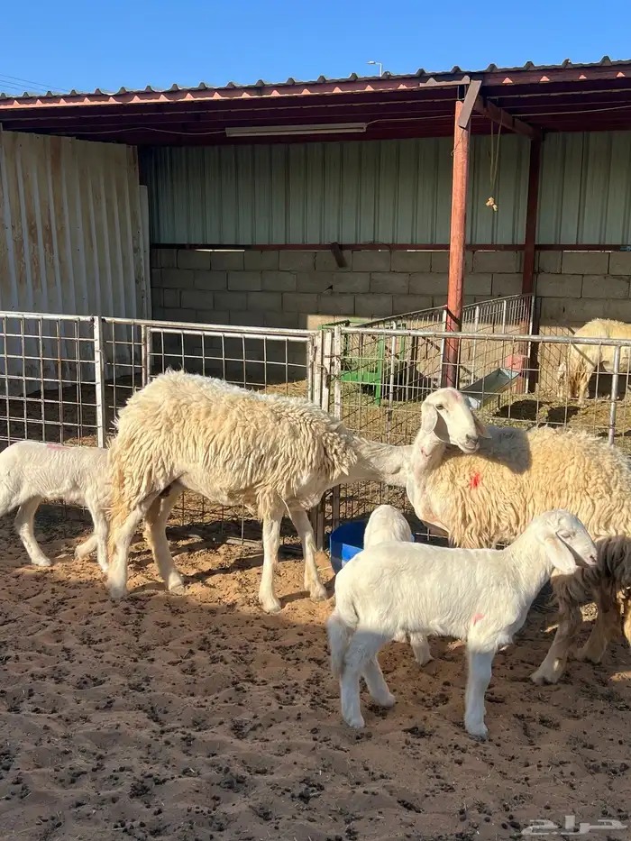 حريات حرش رباعيات مواليد 2