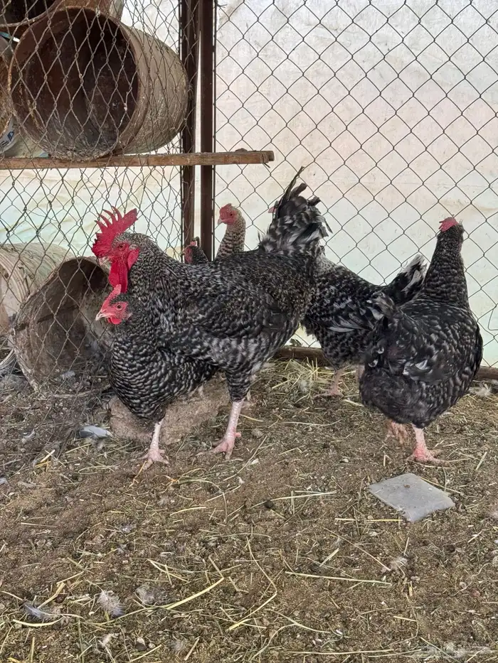 دجاج تركي بياض 0