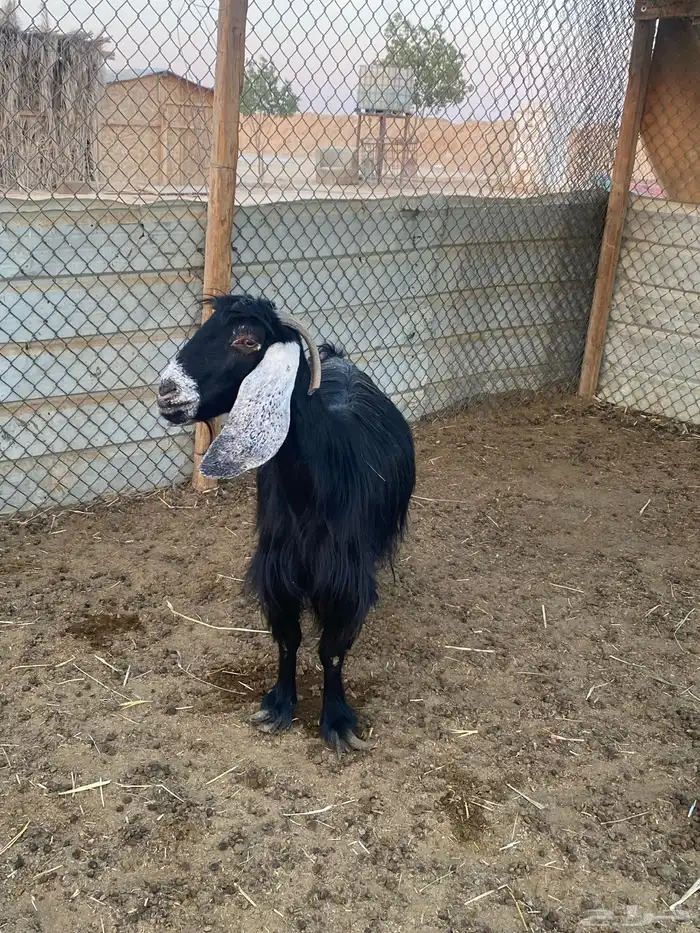 عنز عارضيه متاوم 2