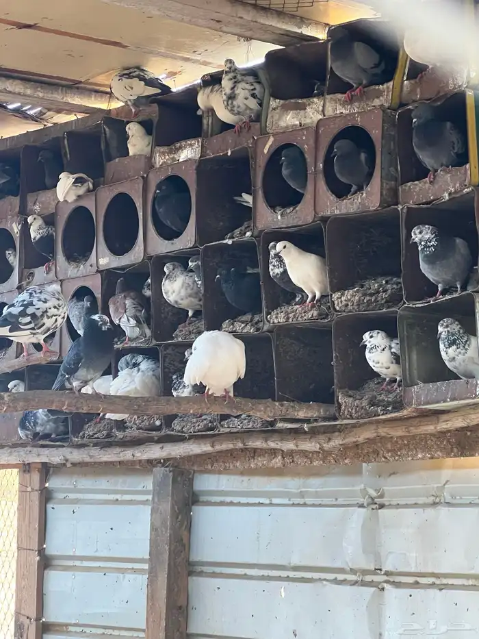 حمام بلدي مشكل 4