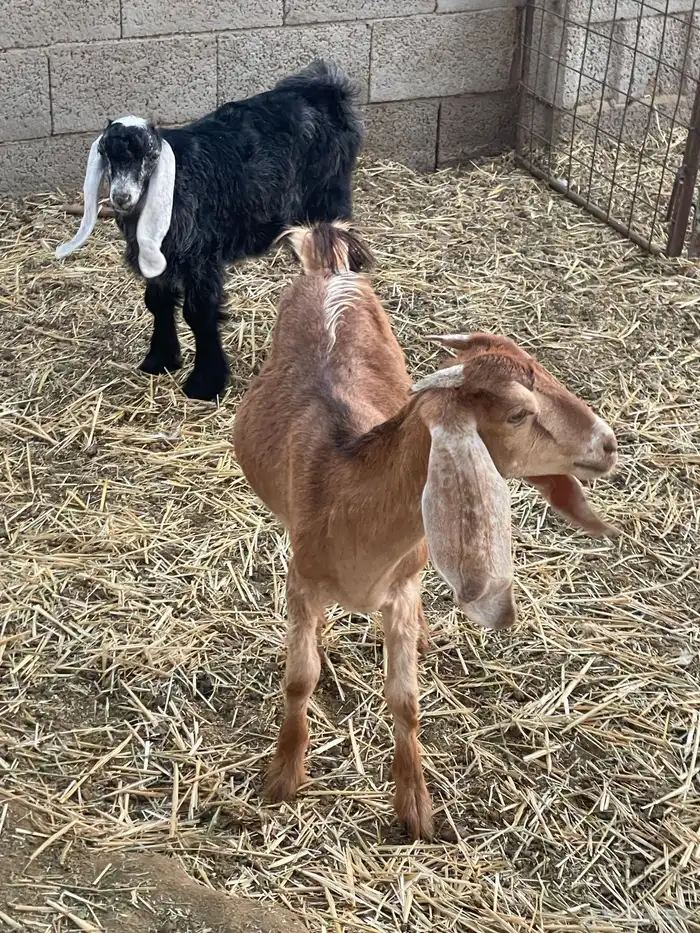 جفرات وتيوس 10