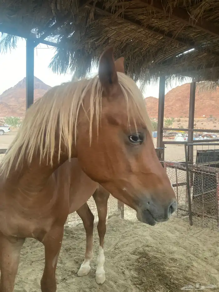 حصان مصري ماكس للبيع 2