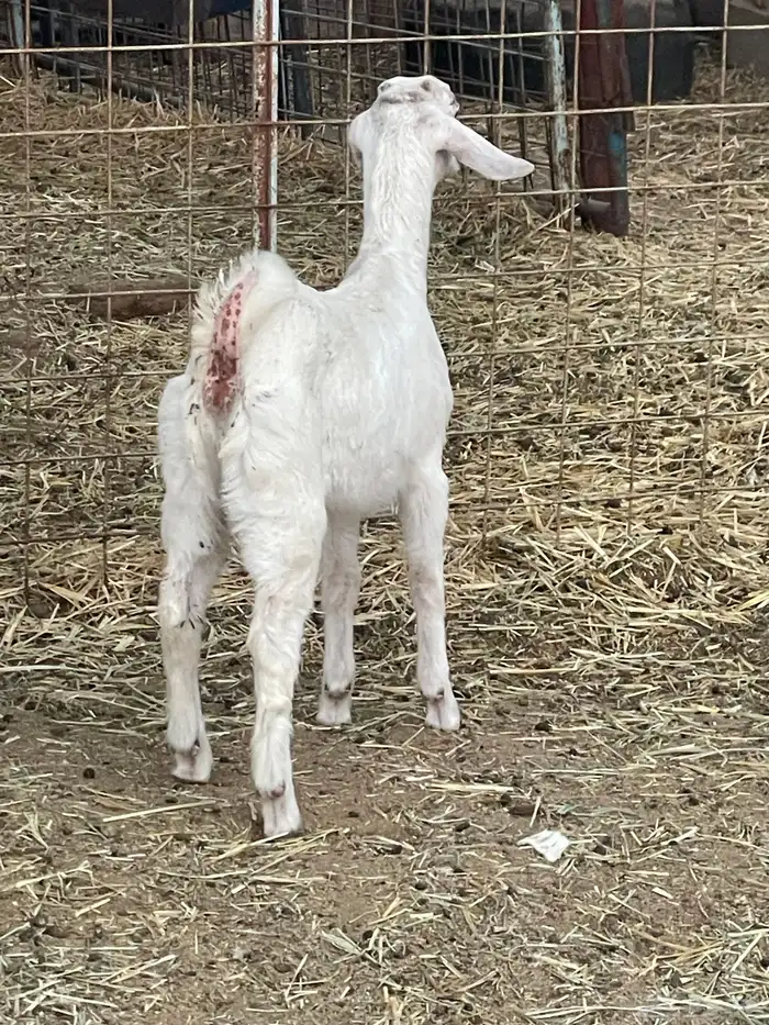 جفرات وتيوس 6