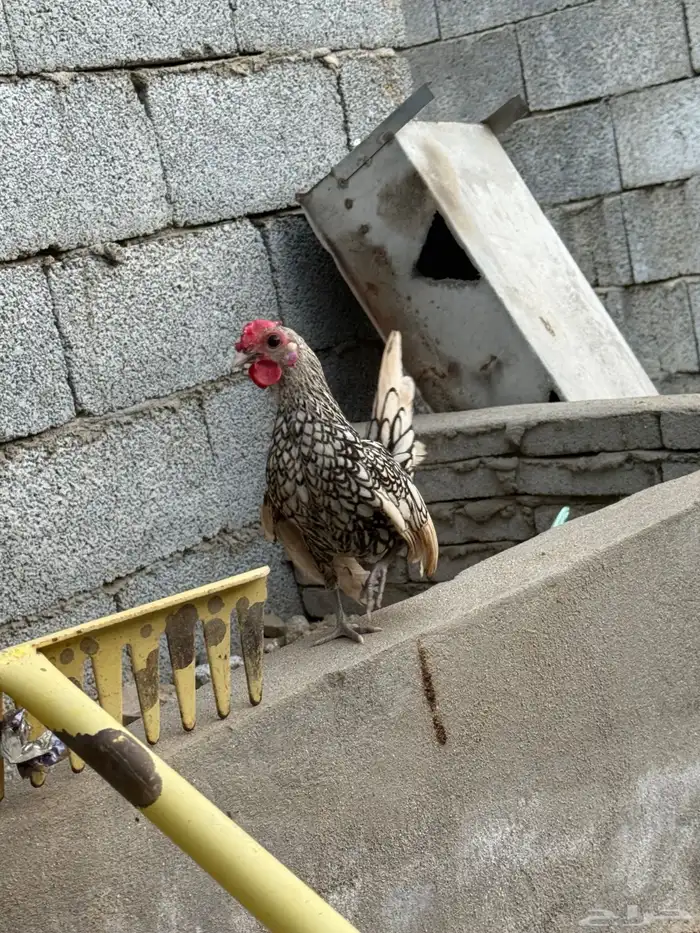 للبيع ديك سبرايت شبابي جناح طايح وعرف فروله وحجم الكف 0