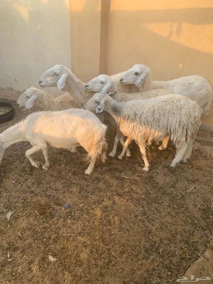 ضان مضاريع ودفيع وولد 2