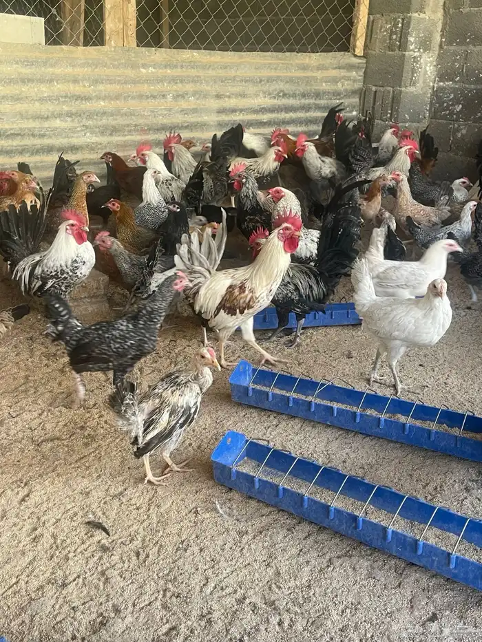 دجاج بلدي بياض يوجد توصيل 0