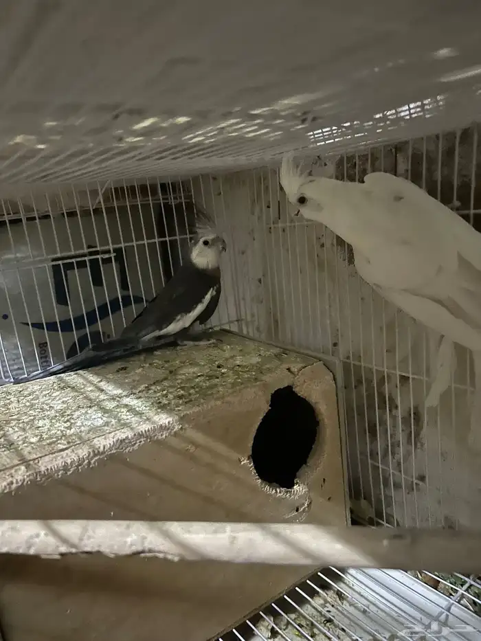 سلام عليكم جوز كروان 1