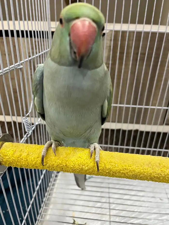 ببغاء دره وكروان 0