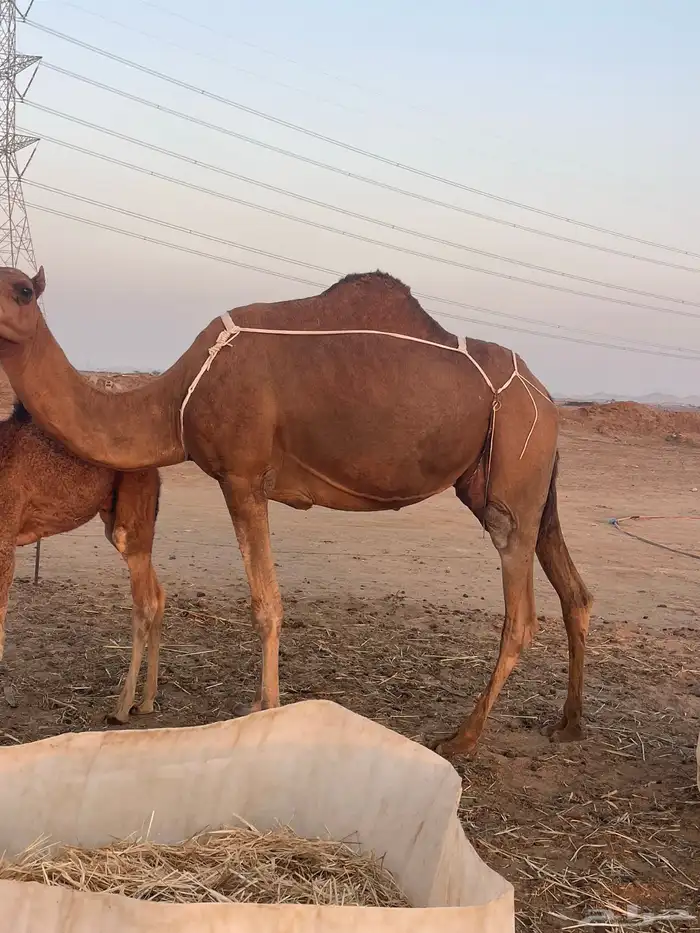 ثنتين خلفات ساحلية وعادية ابل طيبه تبارك الرحمن تم البيع 4