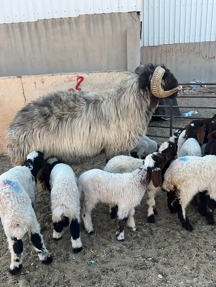 فحل نعيم شرررط النسف و مصور وهو ينسف 0