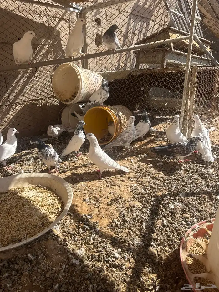 حمام باكستاني 0