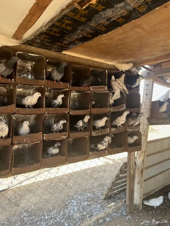 حمام بلدي مشكل 3