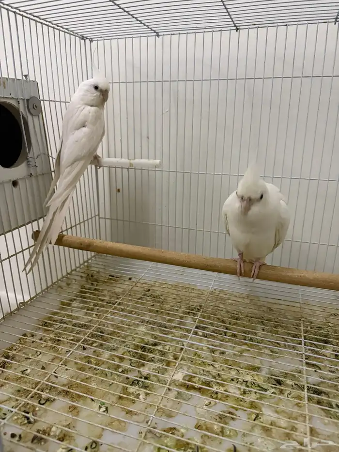 اجواز كروان منتجه 7