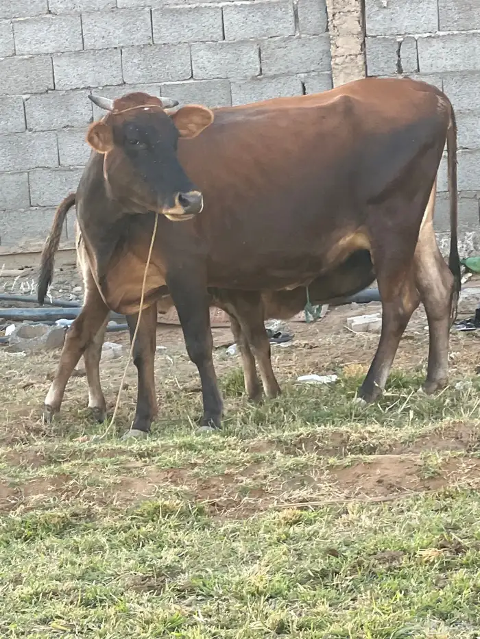 بقر للبيع 11