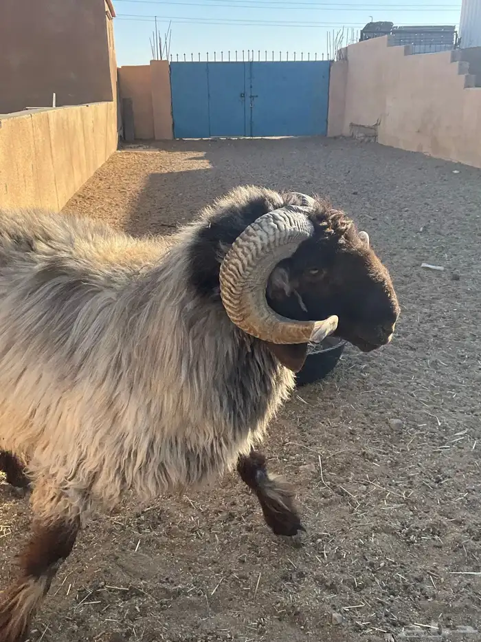 فحل نعيم شرررط النسف و مصور وهو ينسف 2