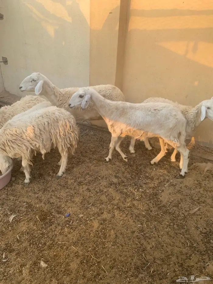 ضان مضاريع ودفيع وولد 0