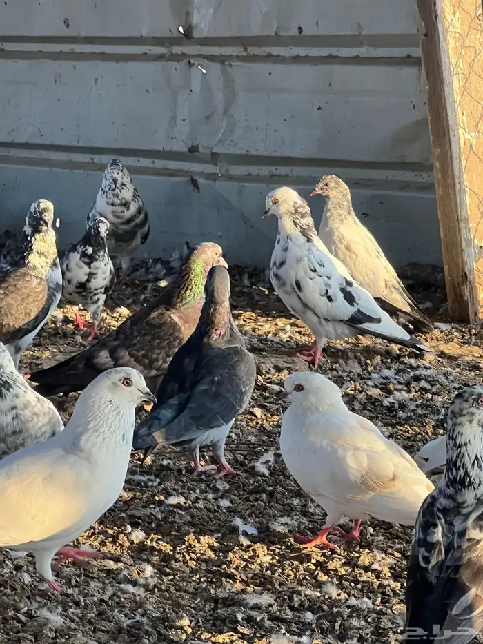 حمام بلدي مشكل 0