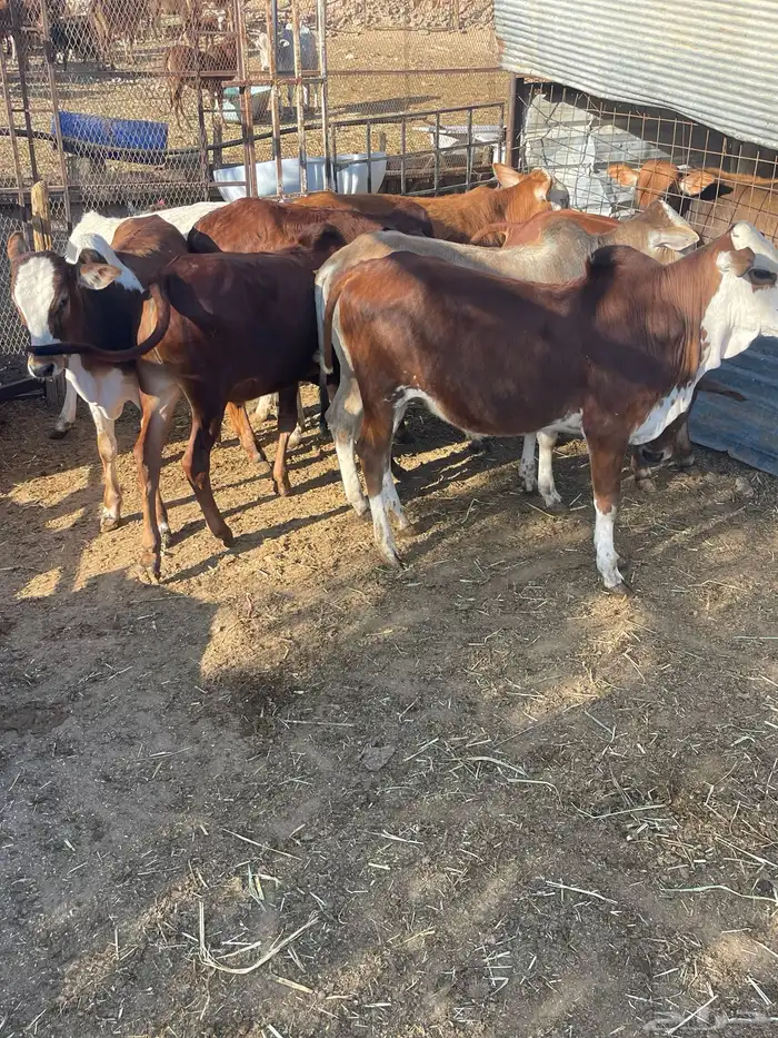 حسلان بلدي 7